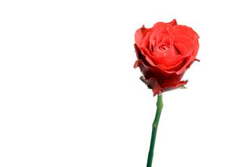 Single red rose isolated on white.