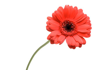 Single red Gerber Daisy isolated on white background.