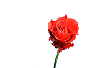 Single red rose isolated on white.