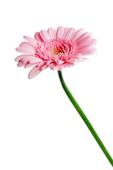 Single pink gerbera flower isolated on white.