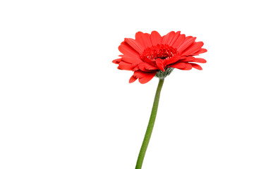 Single red Gerber Daisy isolated on white background.