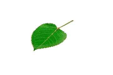 Beautiful green leaf isolated on white.