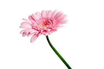 Single pink gerbera flower isolated on white.