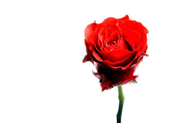 Single red rose isolated on white.