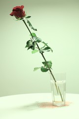 single red rose on the table 3