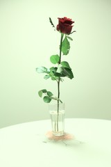 single red rose on the table 4