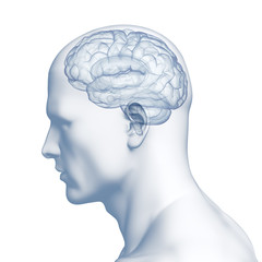 Menschliches Gehirn - Röntgenbild - obrazy, fototapety, plakaty