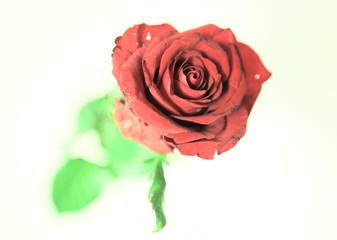 single red rose 4