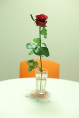 single red rose on the table 7