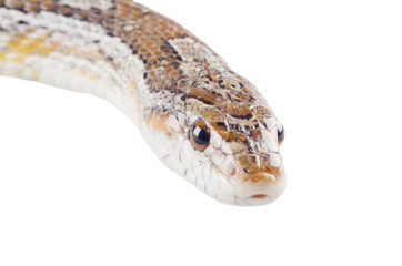 Corn snake (isolated on white)