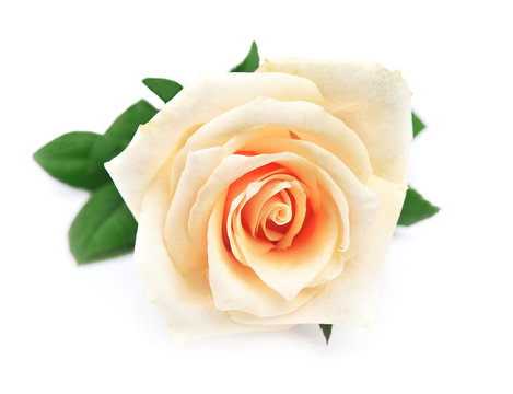 single rose