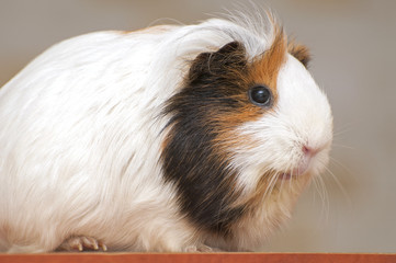 Guinea-pig