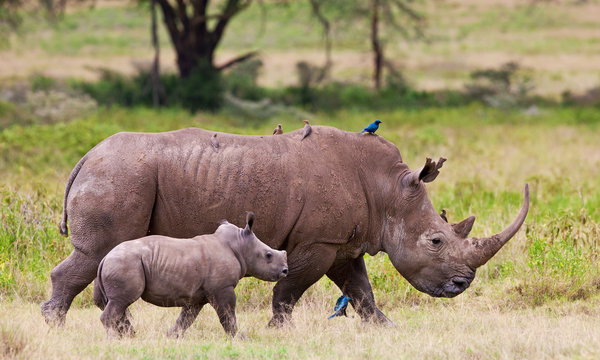 Rhinoceros with her baby, Lake Nakuru, Kenya