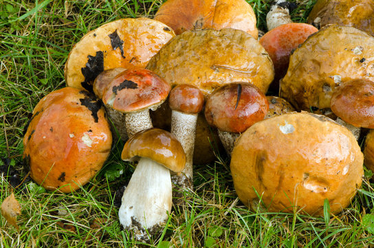 closeup of wet mushrooms red cap scaber stalk