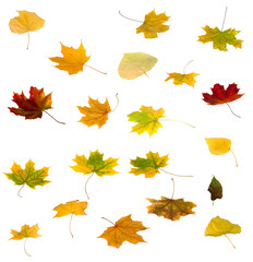 Isolated image of dried leaves on a white background