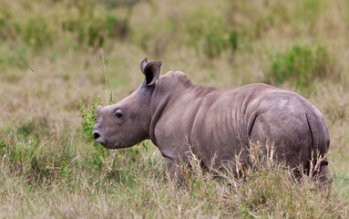 Rhinoceros baby, Lake Nakuru National Park, Kenya