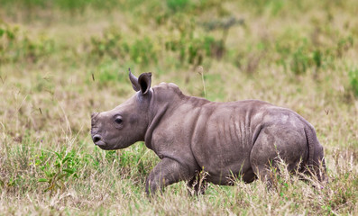 Rhinoceros baby, Lake Nakuru National Park, Kenya