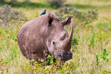Obraz na płótnie Canvas Nosorożec, Lake Nakuru National Park, Kenia