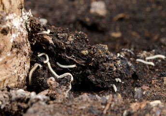 tiny millipedes as gardening pest, soil