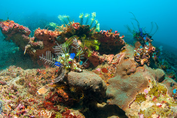 Naklejka na ściany i meble Underwater coral, ryby i rośliny w Bali