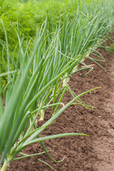 Obraz premium Spring Onions