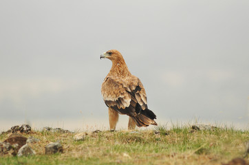 Campo verde y aguioa imperial