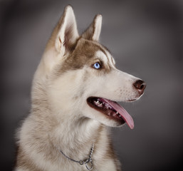 Husky sled dog breeds