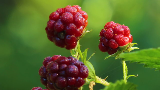 blackberries