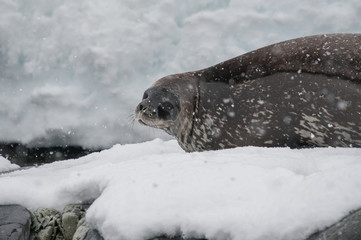 Antarctic Weddell seal close-up