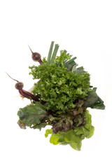 Fresh organic food