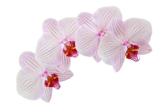 Beautiful orchid flowers isolated on white background