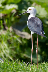 Common Stilt (Himantopus himantopus)