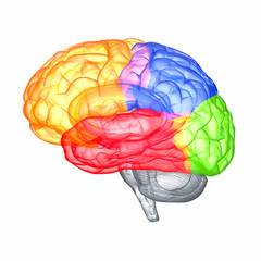 Menschliches Gehirn - anatomisches Modell - obrazy, fototapety, plakaty