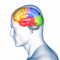 Menschliches Gehirn - anatomisches Modell © ag visuell