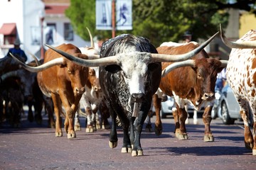 Texas Longhorns