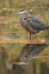 Great Blue Heron Stalking its Prey With its Reflection in the Water - Ontario, Canada