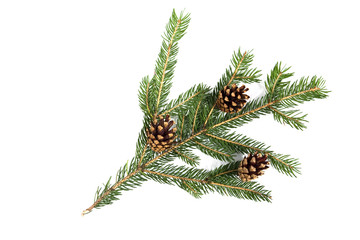 Christmas tree branch with cones isolated