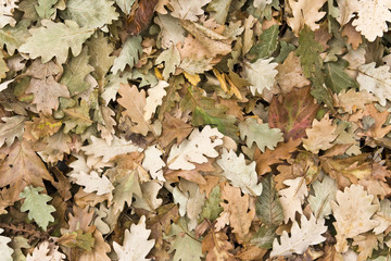 Autumn leaves background