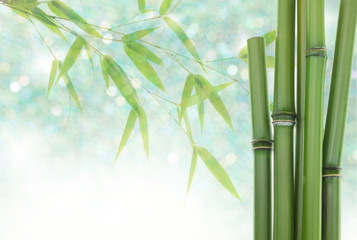 Fototapeta na wymiar Green Bamboo stems