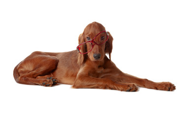 Setter puppy with glasses. Isolated on white