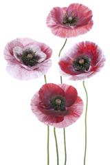 Fototapeta premium poppy
