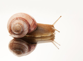 Snail