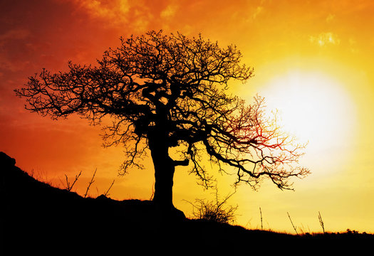 Alone tree with sun and color red orange yellow sky
