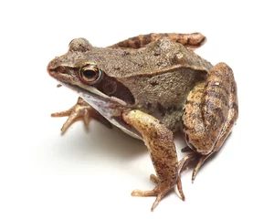 Printed roller blinds Frog common frog (Rana temporaria) over white