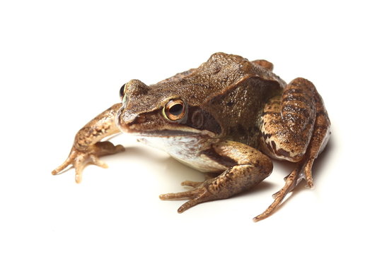 common frog (Rana temporaria) over white