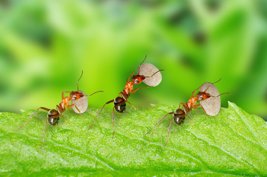 Ants Carrying Food