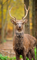 Deer in autumn forest