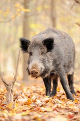 Wild boar