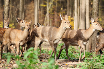 Deer in autumn forest