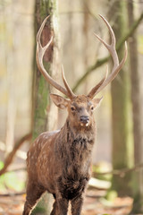 Deer in autumn forest